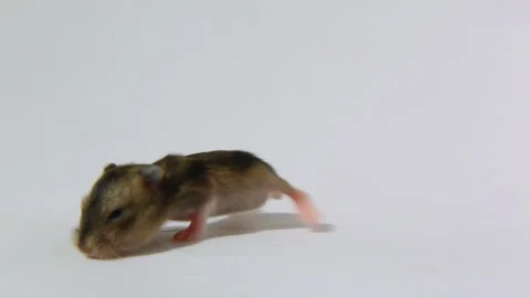 A little hamster for the first time in a new place. Stockbeeldmateriaal 219682655