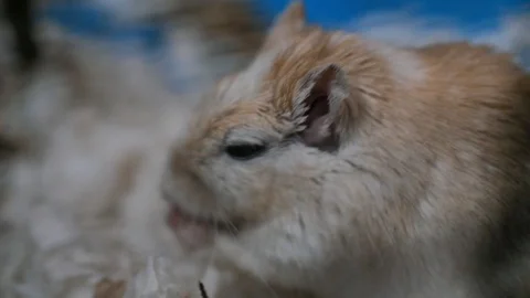 Little hamster sitting in a cage Stock Footage 88095435