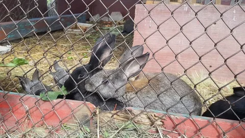 Little hands of child feed cute grey and black rabbits in cage green grass Stock Footage 113596411