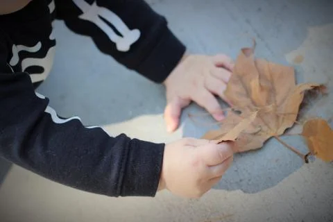 Little Hands of Fall Stock Photos