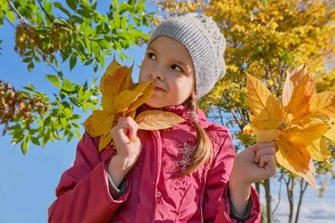 A little happy smiling girl of 8-10 years old holds orange and yellow maple Stock Photos