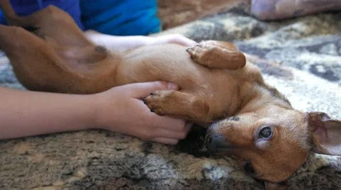 Little happy terrier 動画素材 50967037