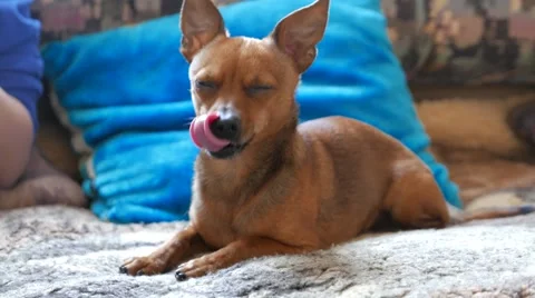 Little happy terrier Stock Footage 50967364