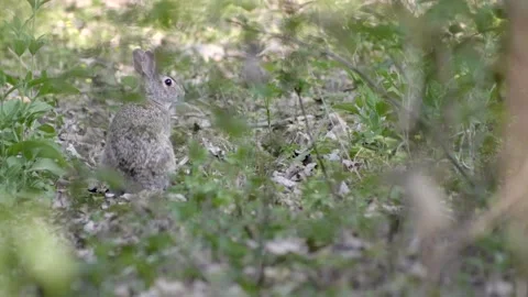 Little hare camouflages itself among the foliage. Slow motion 4K Video stock 154582553
