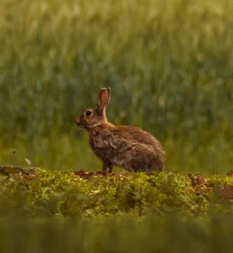 A little hare. Stock Photos