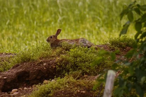 A little hare. Stock Photos