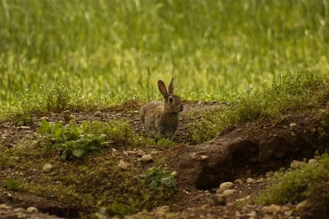 A little hare. Stock Photos