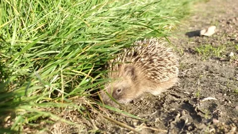 Little hedgehog in the countryside Stock Footage 80858061