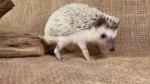 Little hedgehog defecates. Video stock 158378145