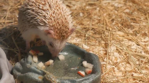 Little hedgehog eats apple slices Stock Footage 120353634