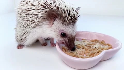 Little hedgehog eats living worm. Video stock 202137486