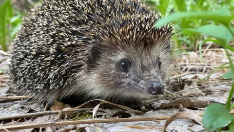 Little hedgehog Stock Footage 167410896
