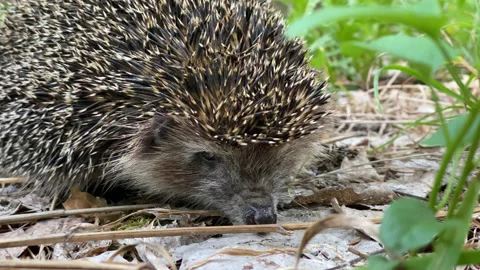 Little hedgehog Stock Footage 167410901
