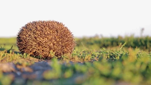 Little hedgehog in a glomerulus Stock-Footage 85247435