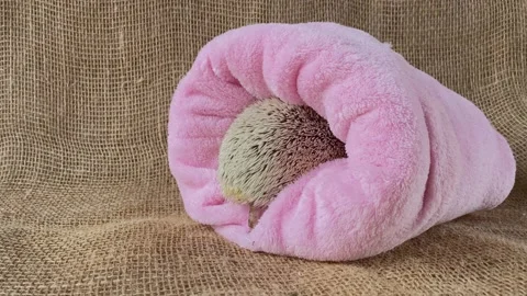 Little hedgehog going in sleeping sack. Stock Footage 158990619