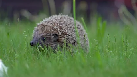 Little hedgehog in green grass eating. Close up view. Wildlife nature concept Stock Footage