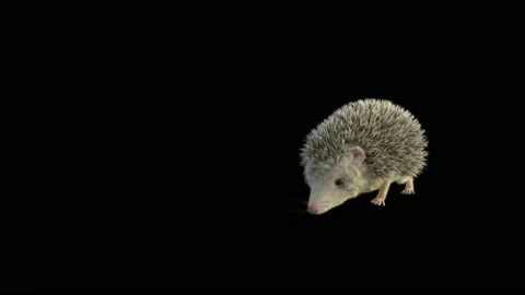 Little Hedgehog lying down on dark forest background footage. Stock Footage 142952762