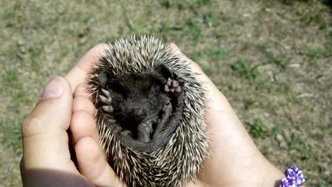 Little hedgehog Foto stock