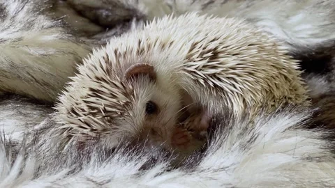 Little hedgehog sleeping Stock Footage 168186274