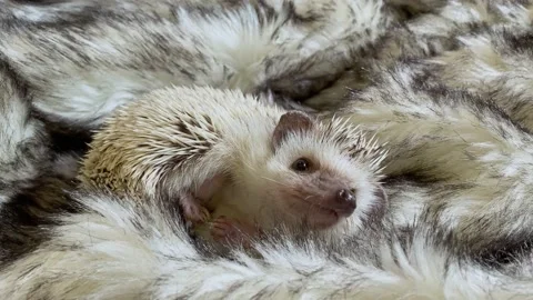 Little hedgehog sleeping on gray background Stock Footage 158602516