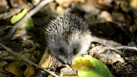 Little hedgehog sniffing. Close-up view of a hedgehog Stock-Footage 131306396