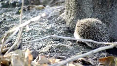 Little hedgehog sniffing. Close-up view of a hedgehog Stock Footage 131306483