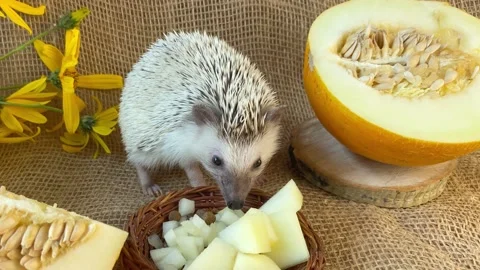 Little hedgehog sniffing yellow melon Stock Footage 158685437