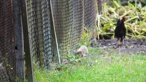 Little hedgehog is trying to make a dust under the chain grid. Homemade chick Stock Footage 163706533