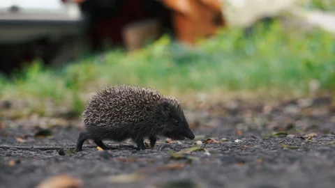 Little hedgehog on the yard looking for food. Stock Footage
