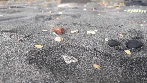 Little hermit crabs walking in the sand on the beach Stock Footage 221344553