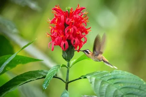 Little hermit hovering next to pink mimosa flower, bird in flight, caribean t Stock Photos