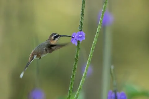 Little hermit hovering next to violet flower, bird in flight, caribean Trinid Stock Photos