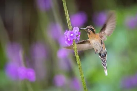 Little hermit hovering next to violet flower, bird in flight, caribean Trinid Stock Photos