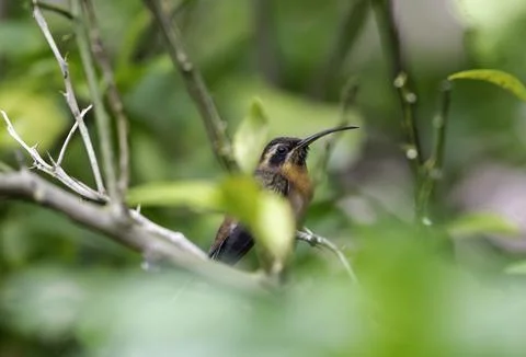 Little Hermit hummingbird perching on a branch hidden in a citrus tree Stock Photos
