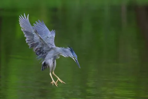 Little heron Stock Photos
