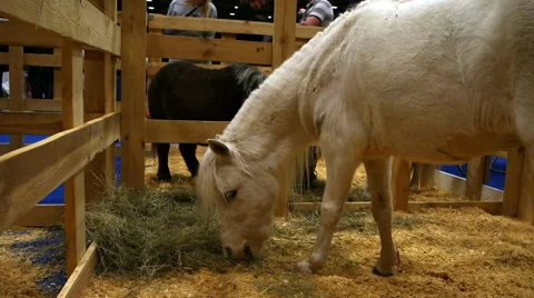 Little horse eats hay Stock Footage 57392306