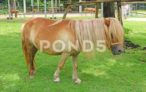 A little horse on a grass field in a farm Stock Photos