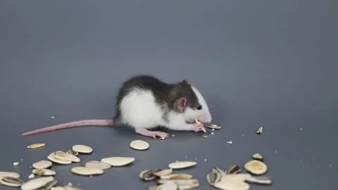 A little husky-colored rat eats pumpkin seeds. Rodent on a gray background Stock Footage 261946828