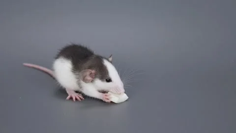 A little husky-colored rat eats food. Rodent on a gray background Stock Footage 261947364