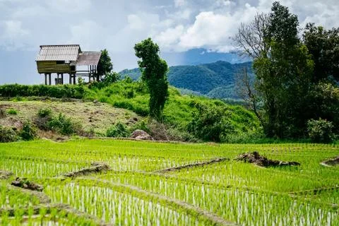 Little hut and Rice terrace with trees and mountain. Stock Photos