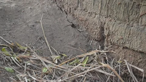 Little Indian field mouse or Mus booduga is going into its burrow. 스톡 동영상 343828065