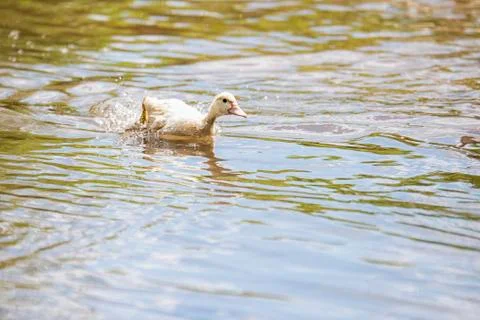 Little indoda quickly floating down the river Stock Photos