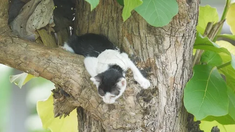 Little injured cat stuck on tree Stock Footage