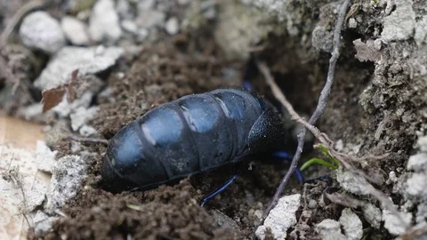 A little insect digging into the ground Stockbeeldmateriaal 88868899
