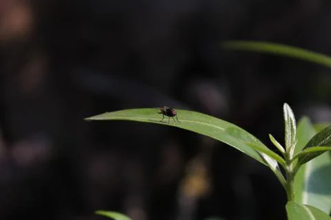 A little insect on a leaf Stock Photos