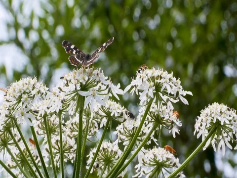 Little insects on a flowers Stock-Footage 80248264