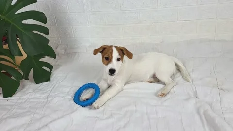 Little Jack Russell puppy plays with a gnawing toy, hiccups and howls Stock Footage 223002653
