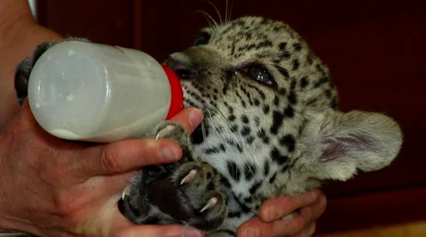 Little Jaguar drinking milk Stock Footage 68347926