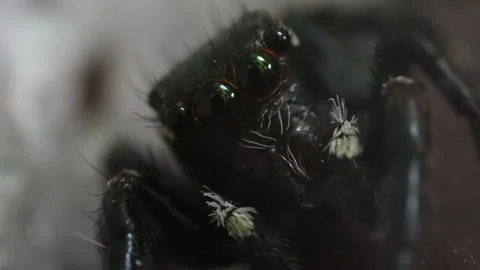 Little jumping spider looks into the camera. 動画素材 243717988