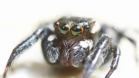 Little jumping spider looks into the camera. Stock Footage 243718828